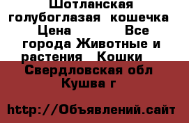 Шотланская голубоглазая  кошечка › Цена ­ 5 000 - Все города Животные и растения » Кошки   . Свердловская обл.,Кушва г.